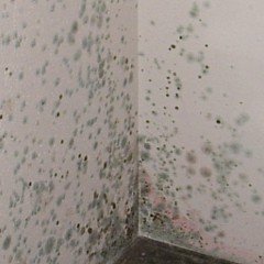 Schimmel Im Keller | ecodry